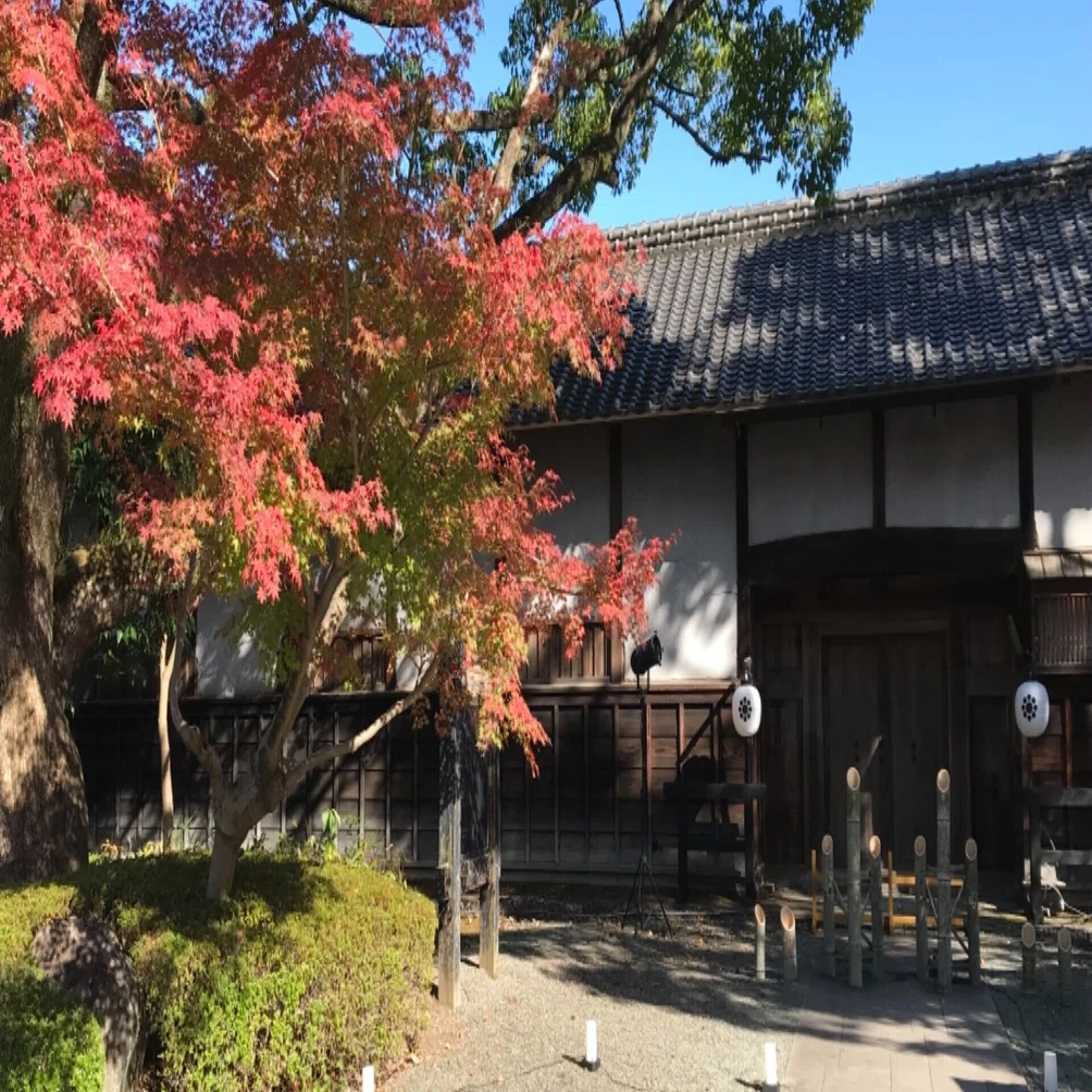 紅葉と肥後菊 旧細川刑部邸 Desert Rose Note