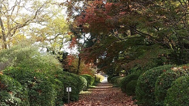 小石川植物園　落ち葉