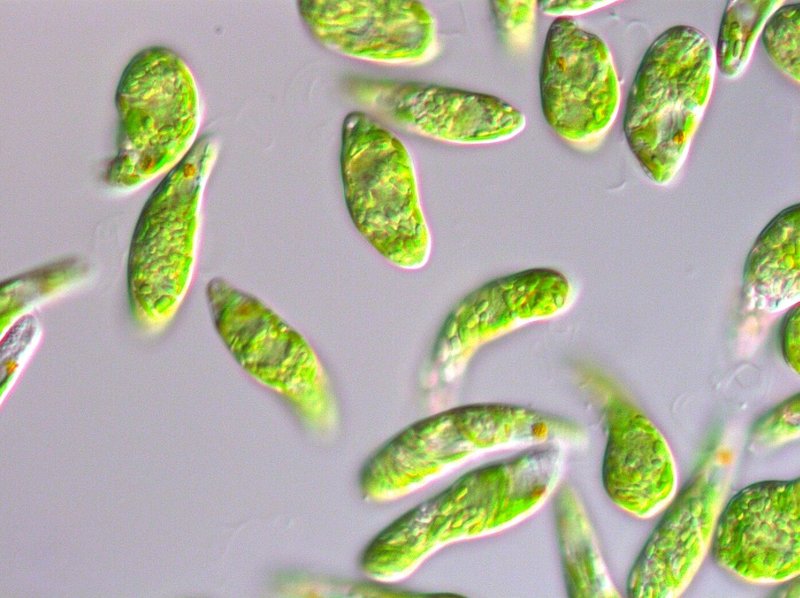 微細藻類ユーグレナ（和名ミドリムシ）（gracilisx100-0027）_(株)ユーグレナを拡大表示