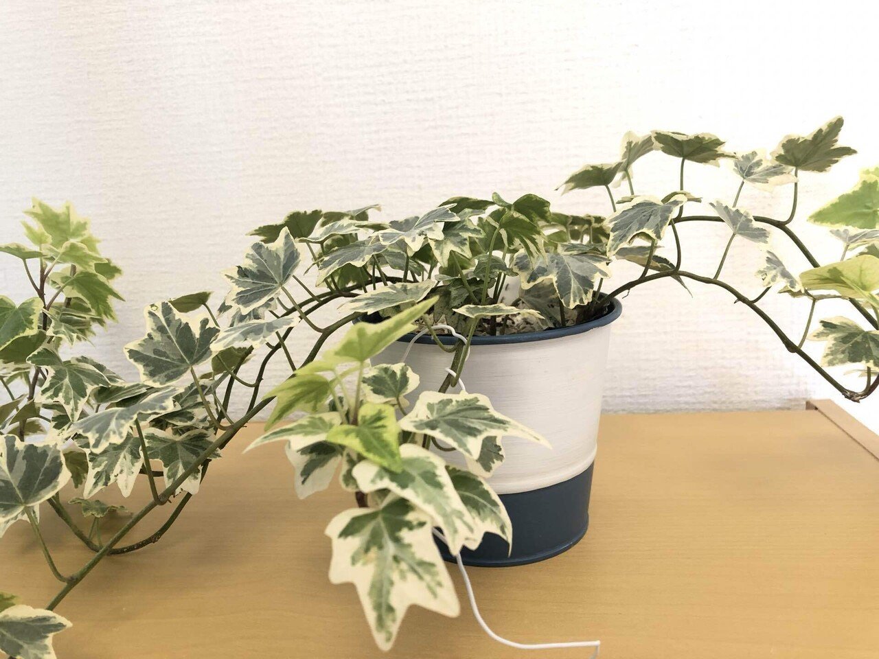 備忘録 植物事情 21 11 馬味 Note