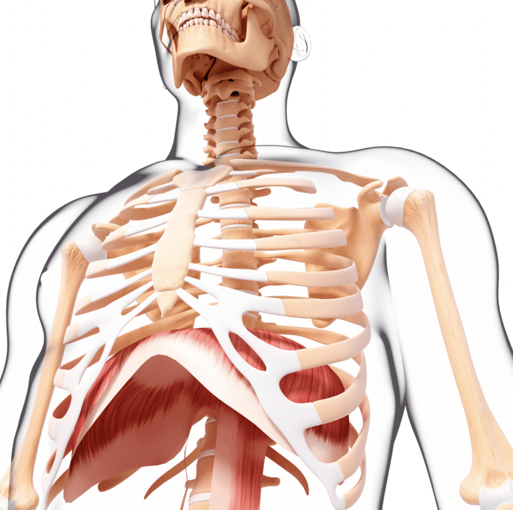 呼吸エクササイズの前にやるべきこと 横隔膜 が本当に機能するために必要なこと 薬師寺偲 理学療法士 ピラティス Note 呼吸エクササイズの前にやるべきこと 横隔膜 が本当に機能するために必要なこと 薬師寺偲 理学療法士 ピラティス Note