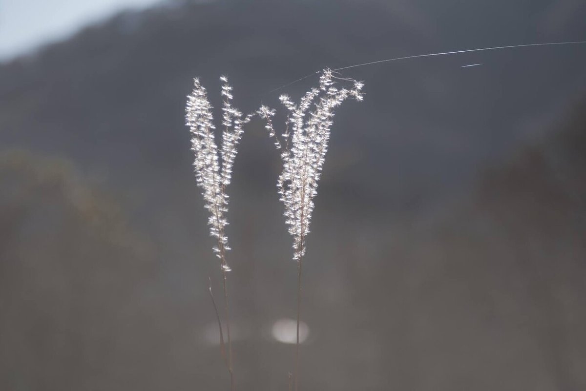 箱根湿生花園 21年11月26日0948