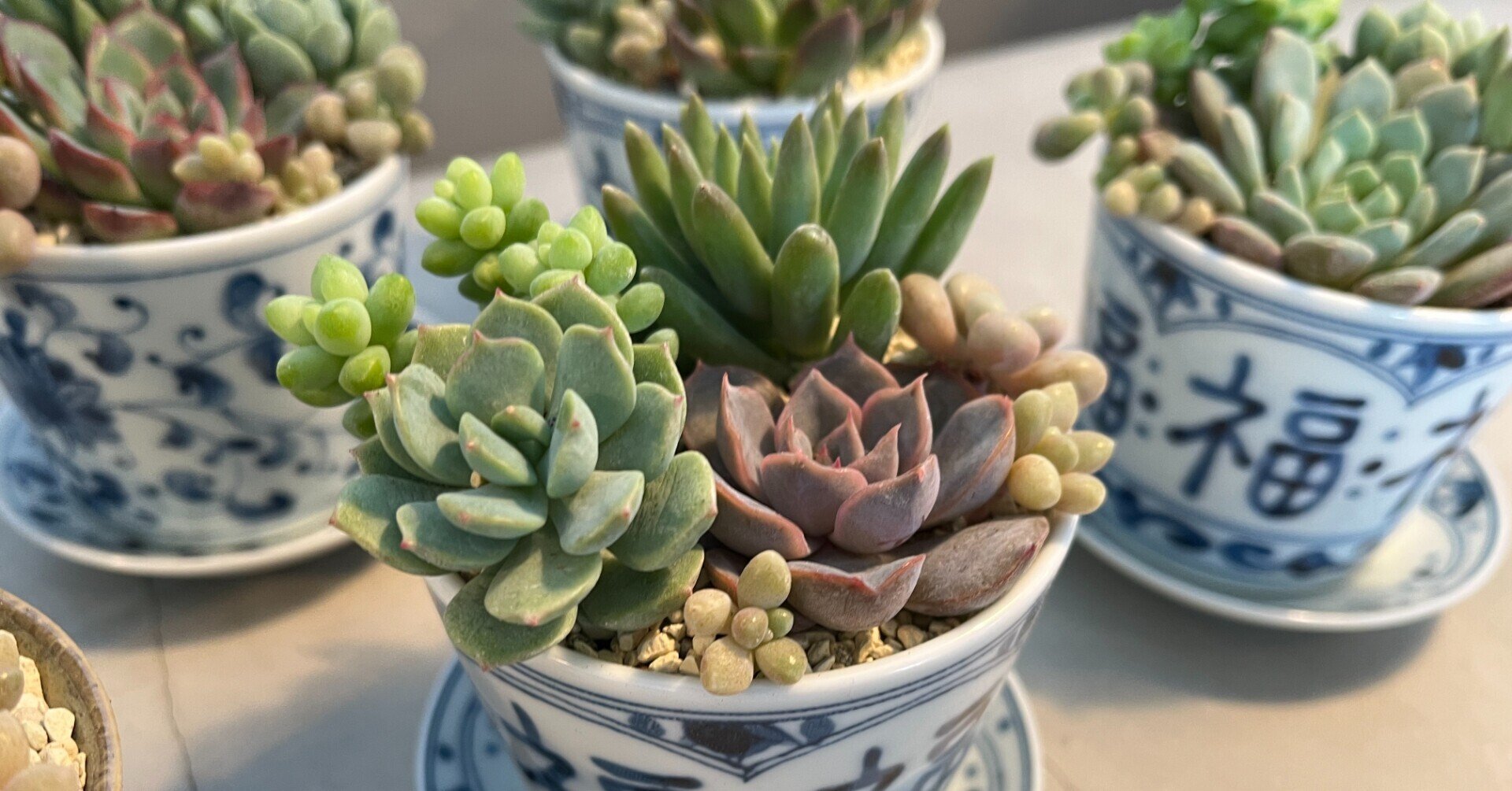 TOKYO】ワークショップレポート/秋の多肉植物寄せ植えワークショップ