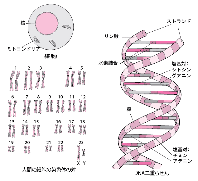 画像11