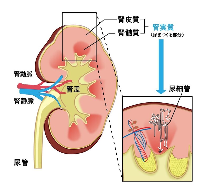 腎臓