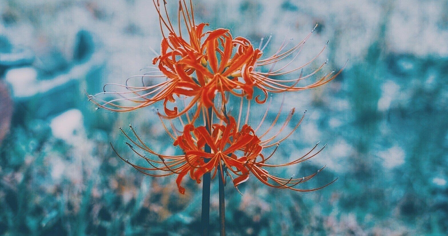 葉見ず花見ず 花留 Note