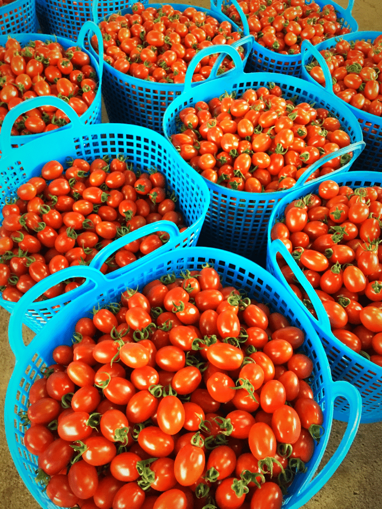 カゴいっぱいのトマト