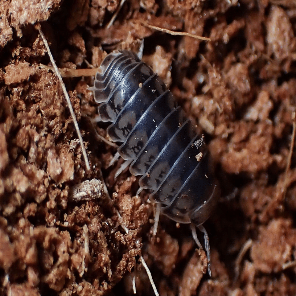ダンゴムシ様 ヤンバルコシビロダンゴムシ｜temarin