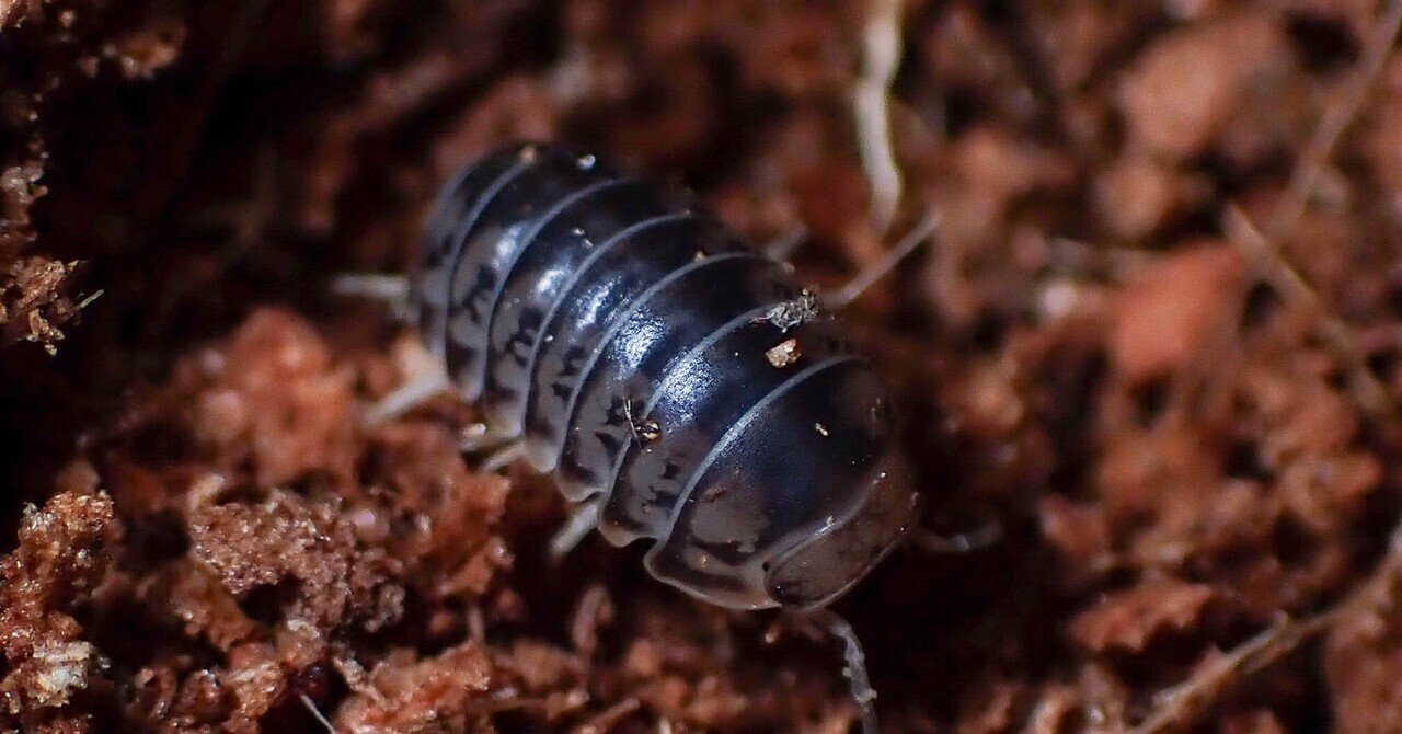 ヤンバルコシビロダンゴムシ｜temarin