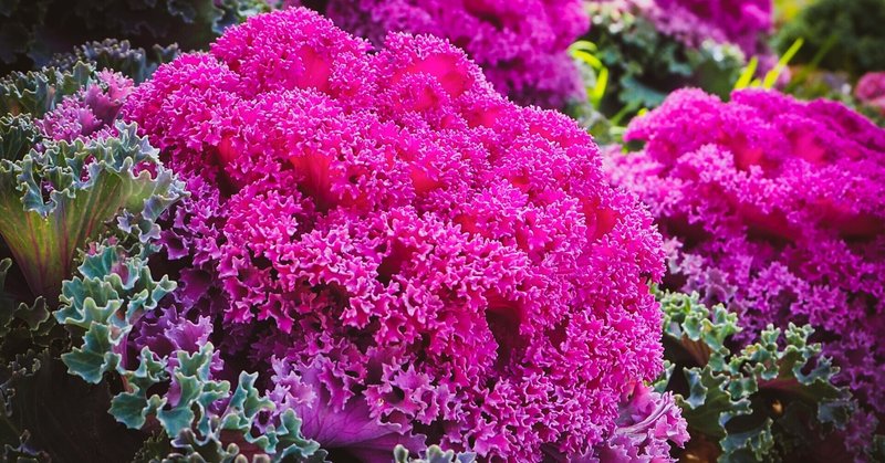 コリエンテス の新着タグ記事一覧 Note つくる つながる とどける