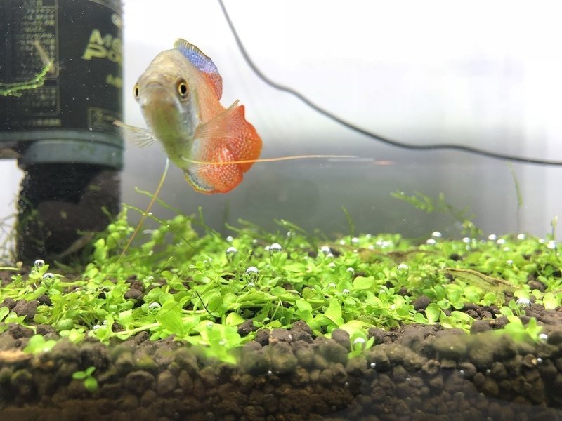 500円の魚を救うために 4000円の薬を買えますか イノカ Note 500円の魚を救うために 4000円の薬を買えますか イノカ Note