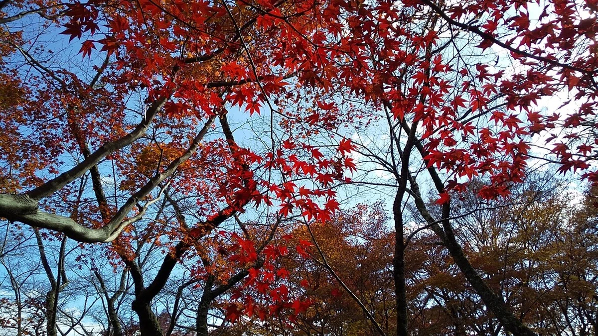 画像30