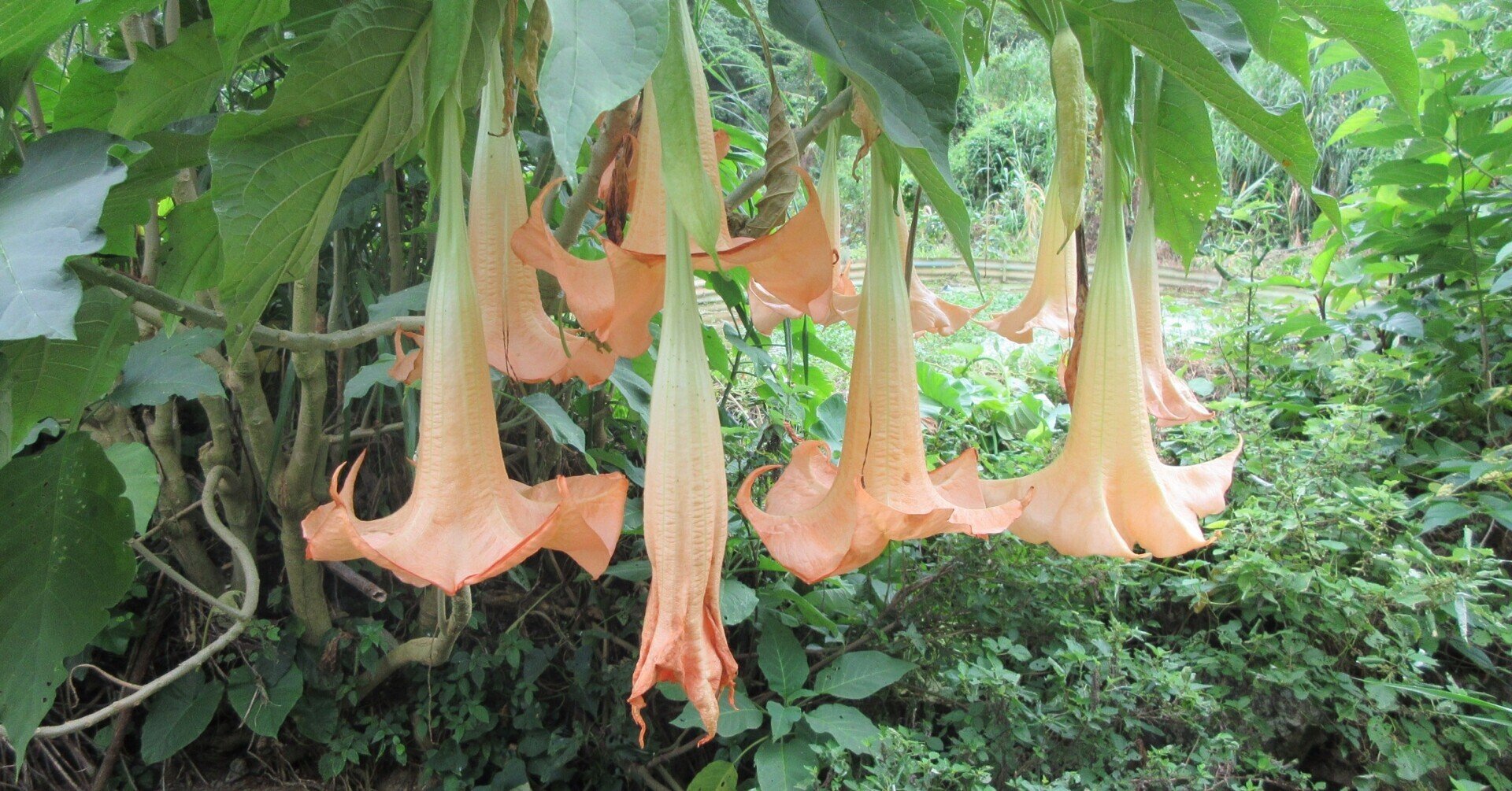 あーやっぱり吸いたくなる チョウセンアサガオ 別名キチガイナスビ 原田知世編 ミズグチスイデンクレ村長 Note あーやっぱり吸いたくなる チョウセンアサガオ 別名キチガイナスビ 原田知世編 ミズグチスイデンクレ村長 Note