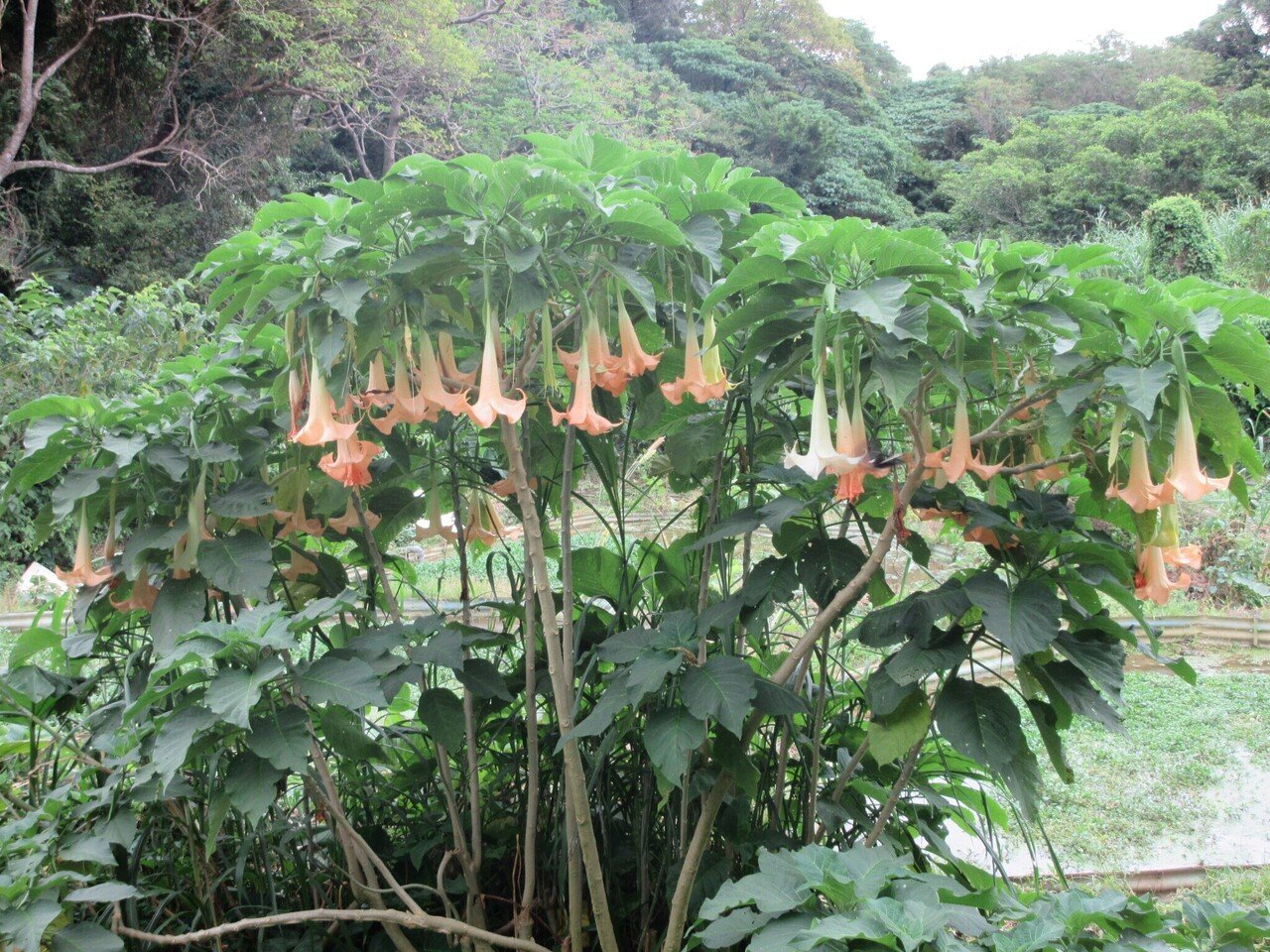 あーやっぱり吸いたくなる チョウセンアサガオ 別名キチガイナスビ 原田知世編 ミズグチスイデンクレ村長 Note