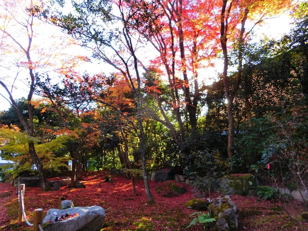 画像7