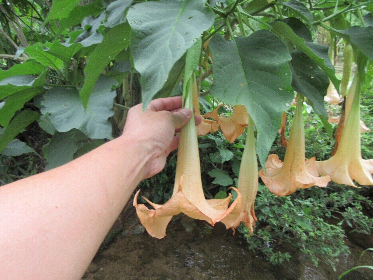 あーやっぱり吸いたくなる チョウセンアサガオ 別名キチガイナスビ 原田知世編 ミズグチスイデンクレ村長 Note