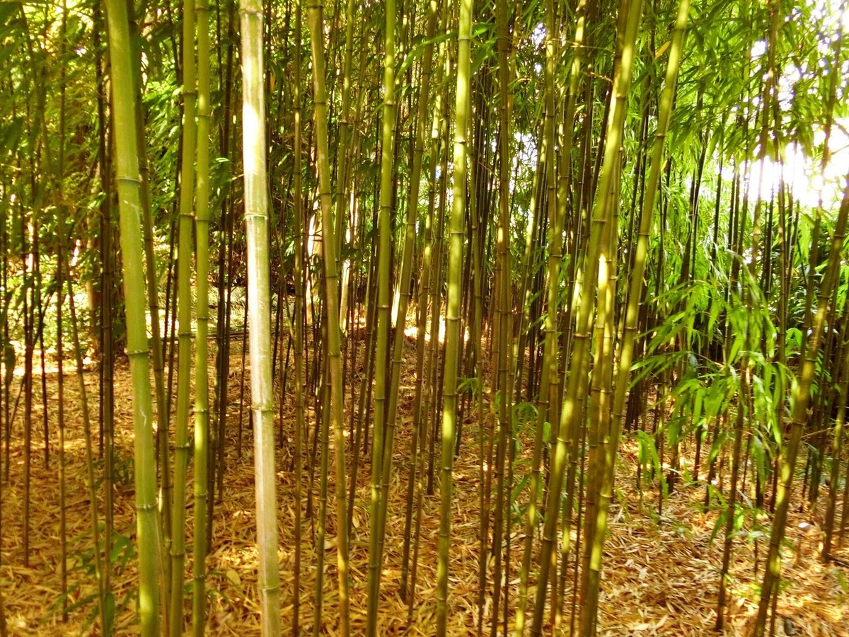 画像37