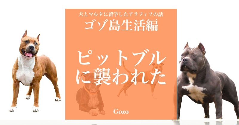 ピットブルに襲われた　【ゴゾ島生活】