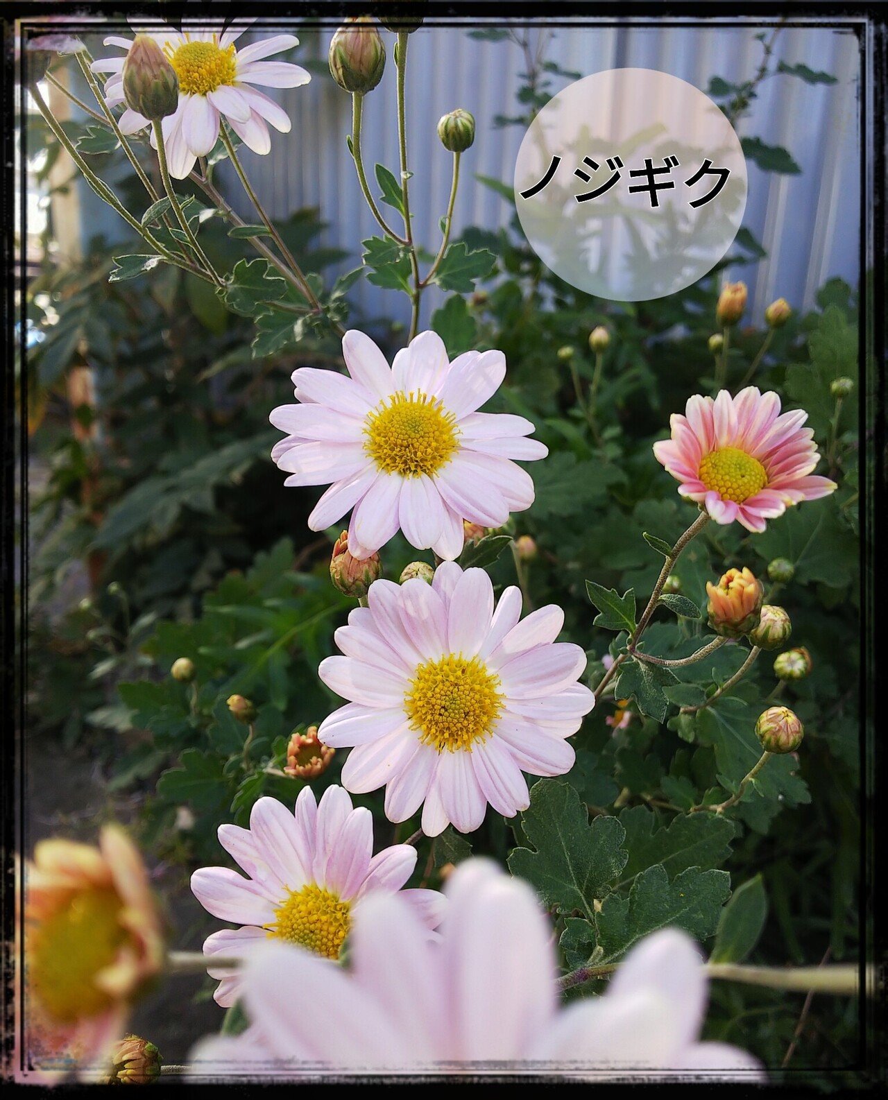 庭師便り 21 11月まとめ 楽水 Note 庭師便り 21 11月まとめ 楽水 Note