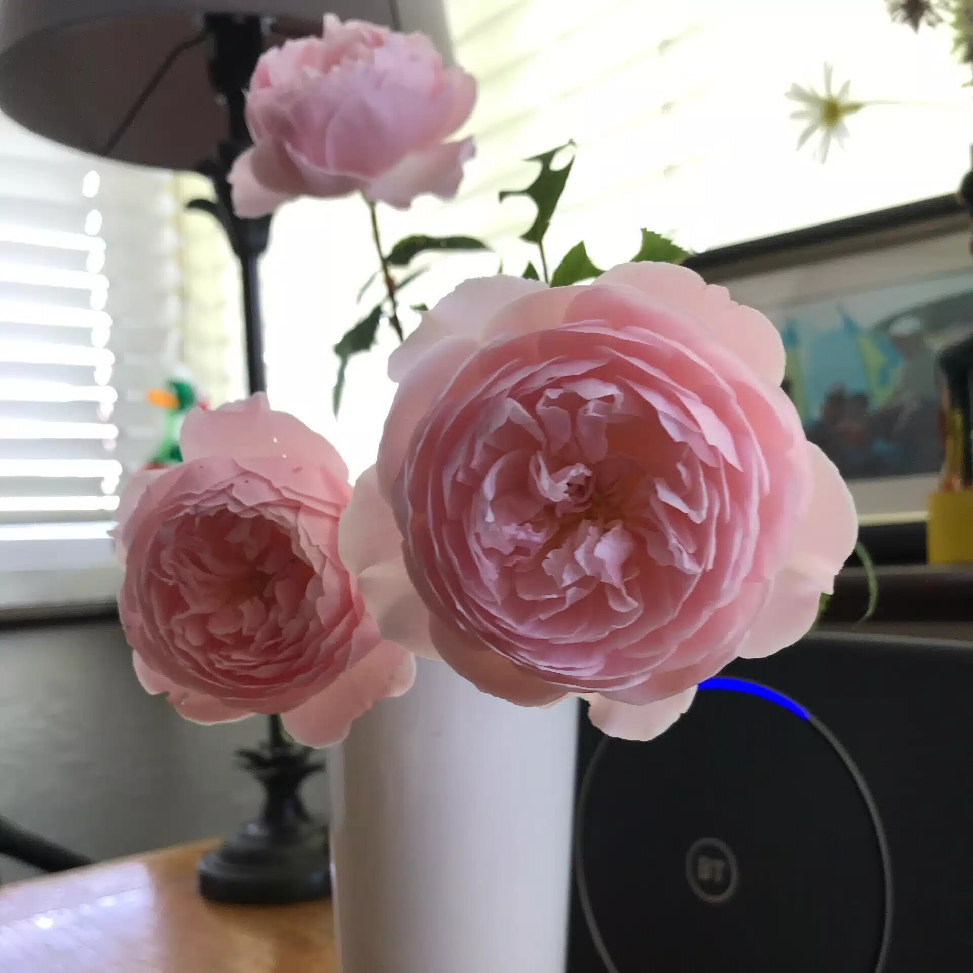 みかん