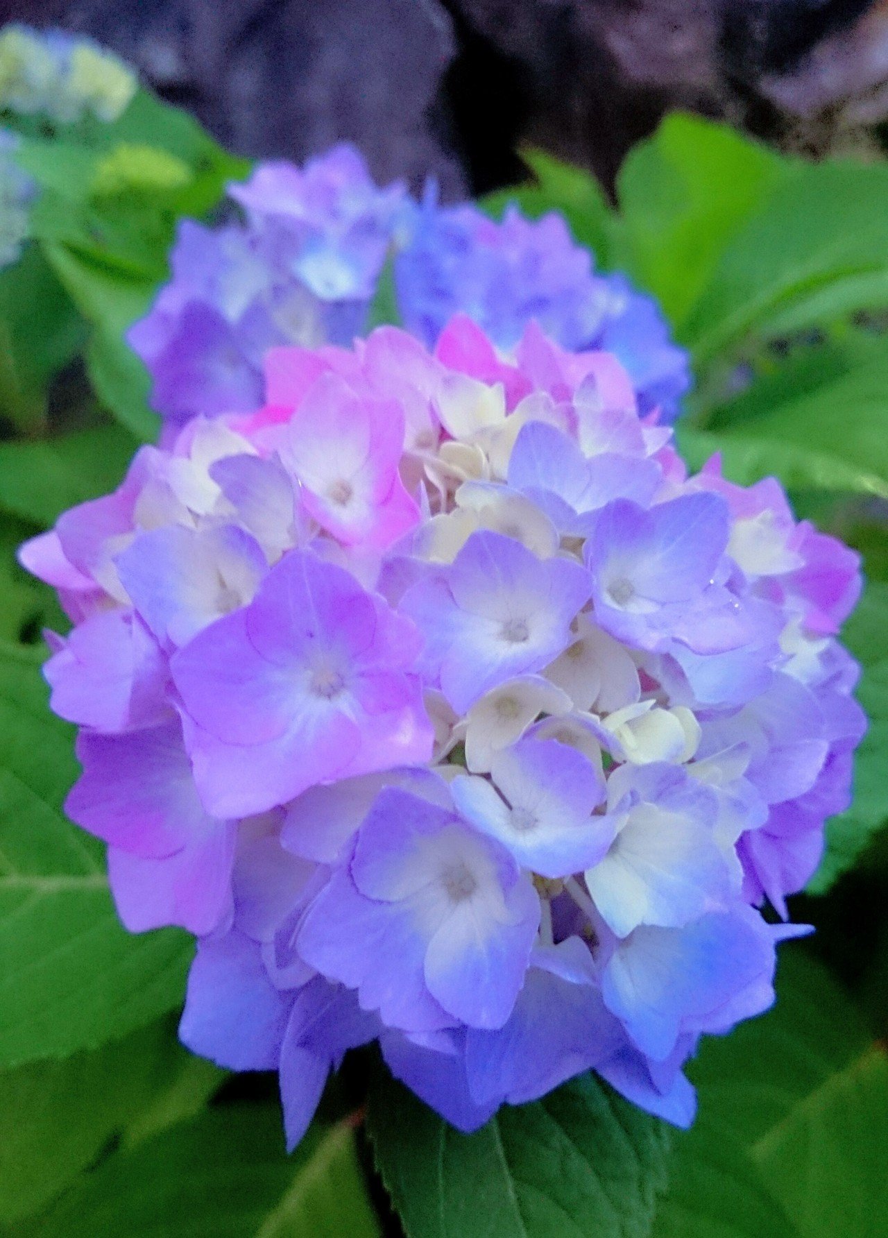 イマハナ 桃ひかり 藍の雨吸う 紫陽花やﾟ 望美 写真 3d弁当 ガーデン弁当 Note