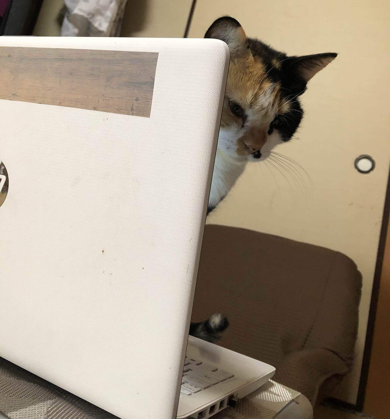 Ciaの工作員になりたい猫 猫様とごはん Note