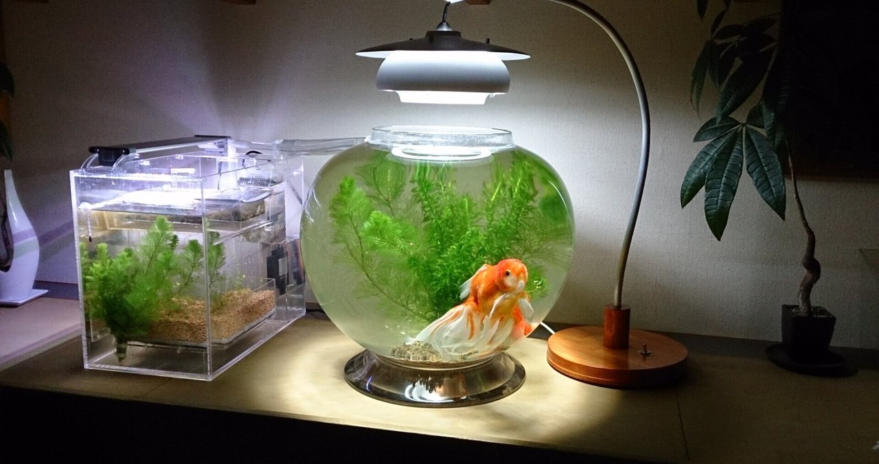 松かさ病治療 の新着タグ記事一覧 Note つくる つながる とどける 松かさ病治療 の新着タグ記事一覧 Note つくる つながる とどける