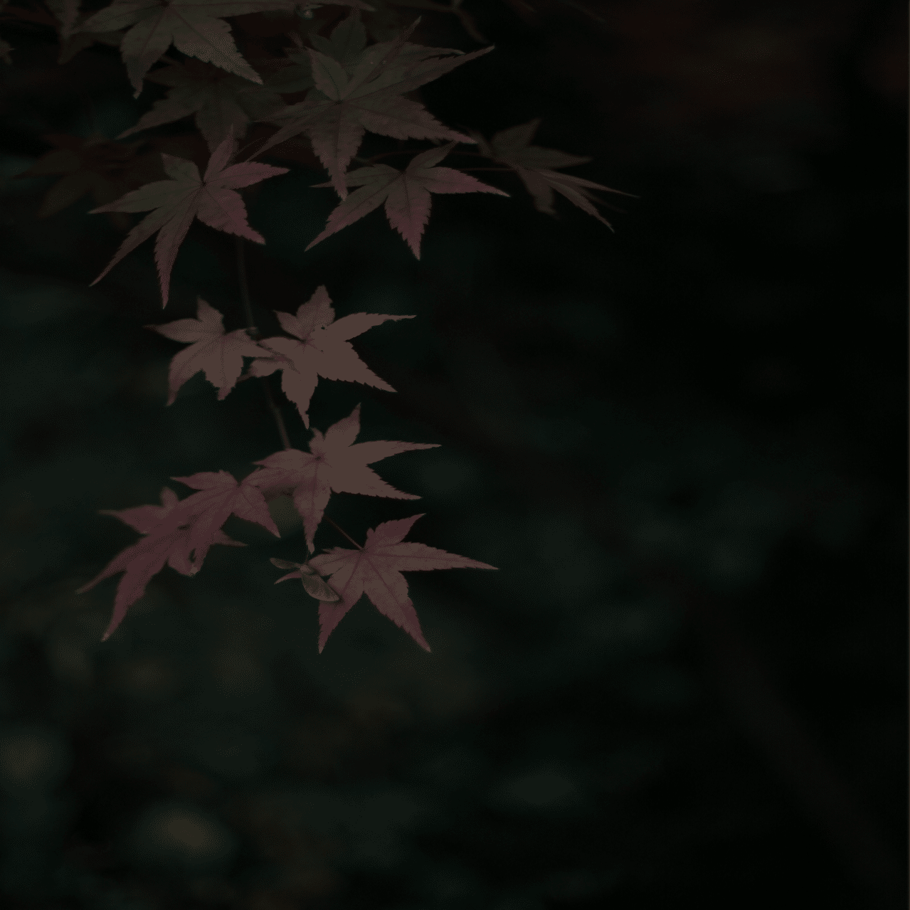 暗め Sgk Note