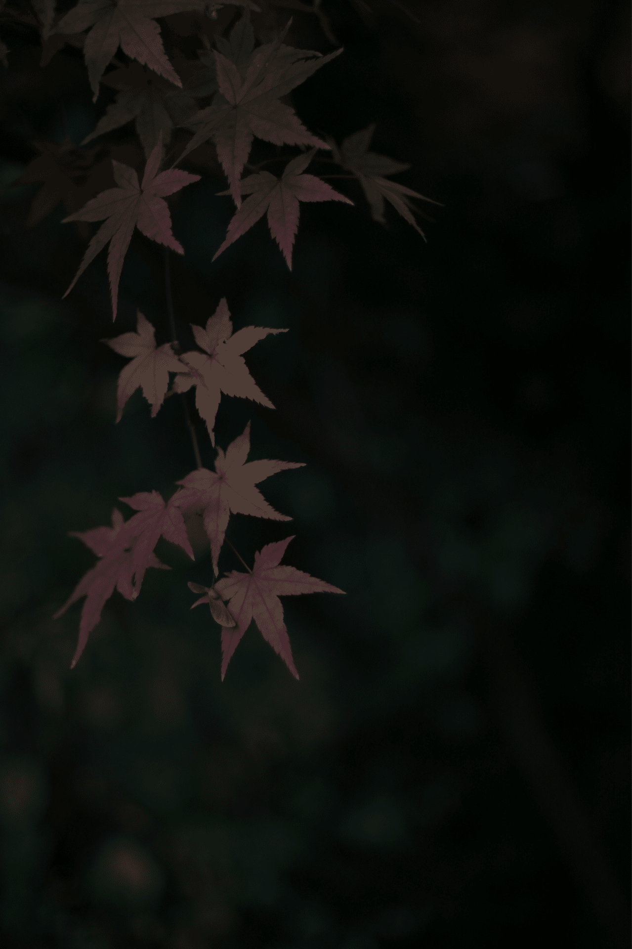 暗め Sgk Note 暗め Sgk Note