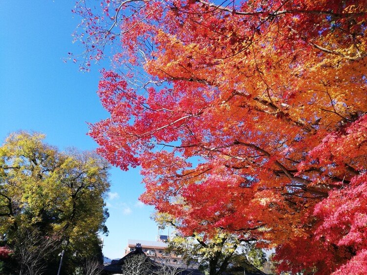 上賀茂神社にて。一際色鮮やかに染まっていた紅葉。澄んだ青空と鮮やかな黄みの赤色（猩猩緋）に目を輝かせた。