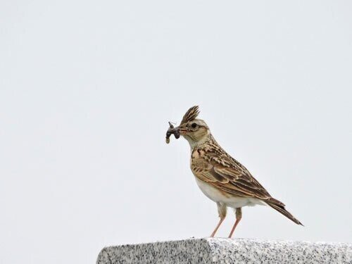 第1851回 いろんな鳥 ⑷｜翆野 大地