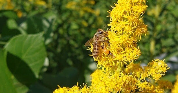 ミツバチとふれあえるキャンプ場を目指して（前編）｜石鎚ふれあいの里