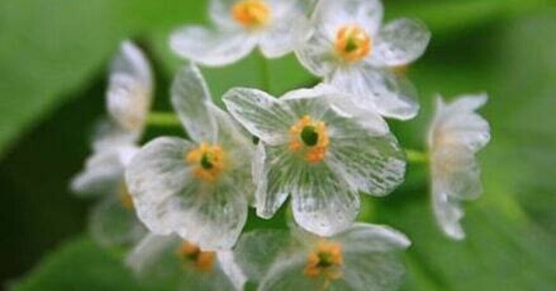 サンカヨウ透明の花 の新着タグ記事一覧 Note つくる つながる とどける サンカヨウ透明の花 の新着タグ記事一覧 Note つくる つながる とどける