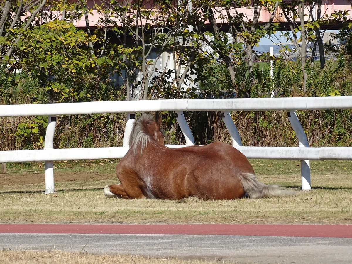 画像44