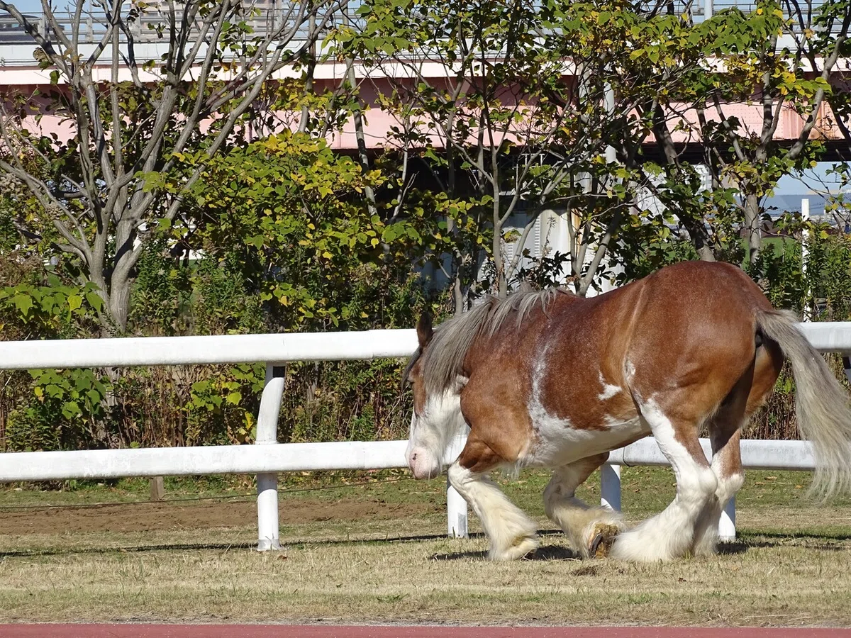 画像43