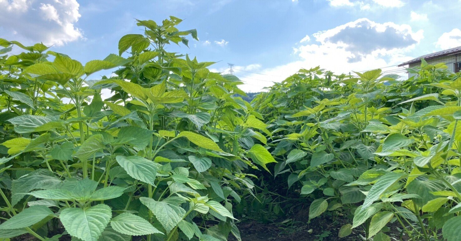9 えごま 無農薬での栽培記録 お世話編 ももえ 福島田舎暮らし Note
