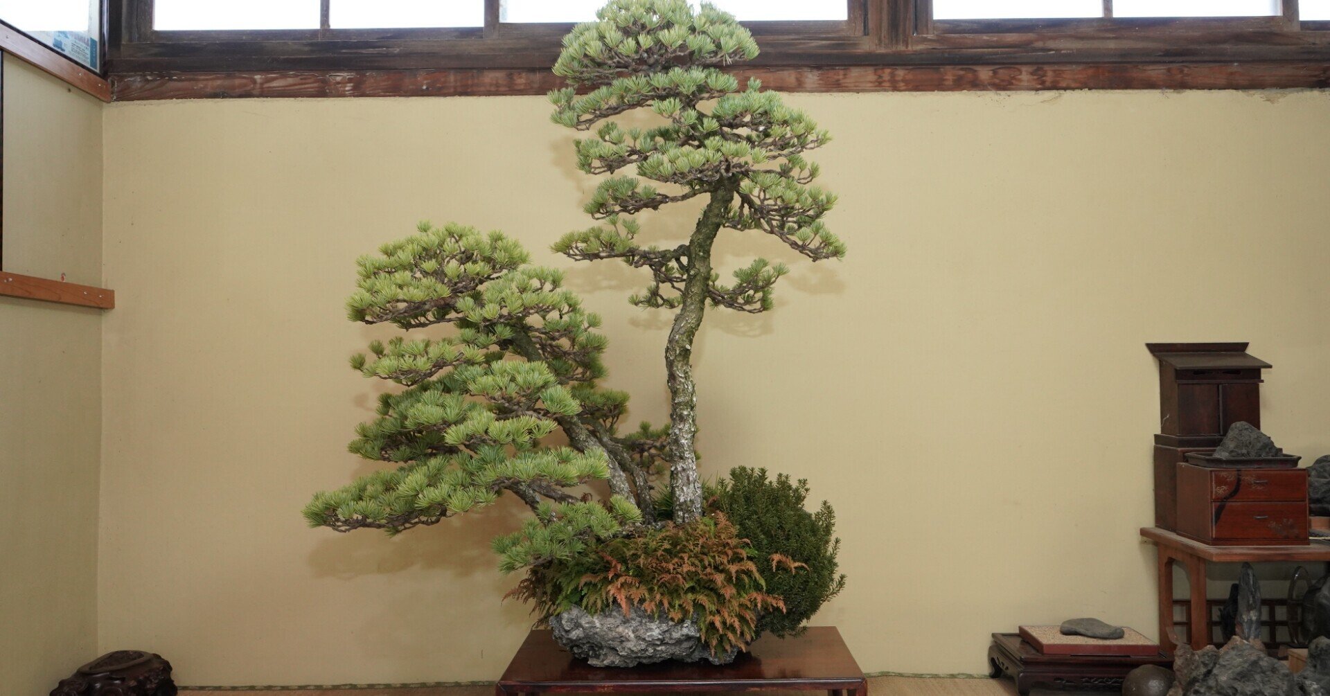 盆栽　１３０年 カエデ寄せ植え」常滑中帯楕円鉢 | 盆栽 | 四国新聞社