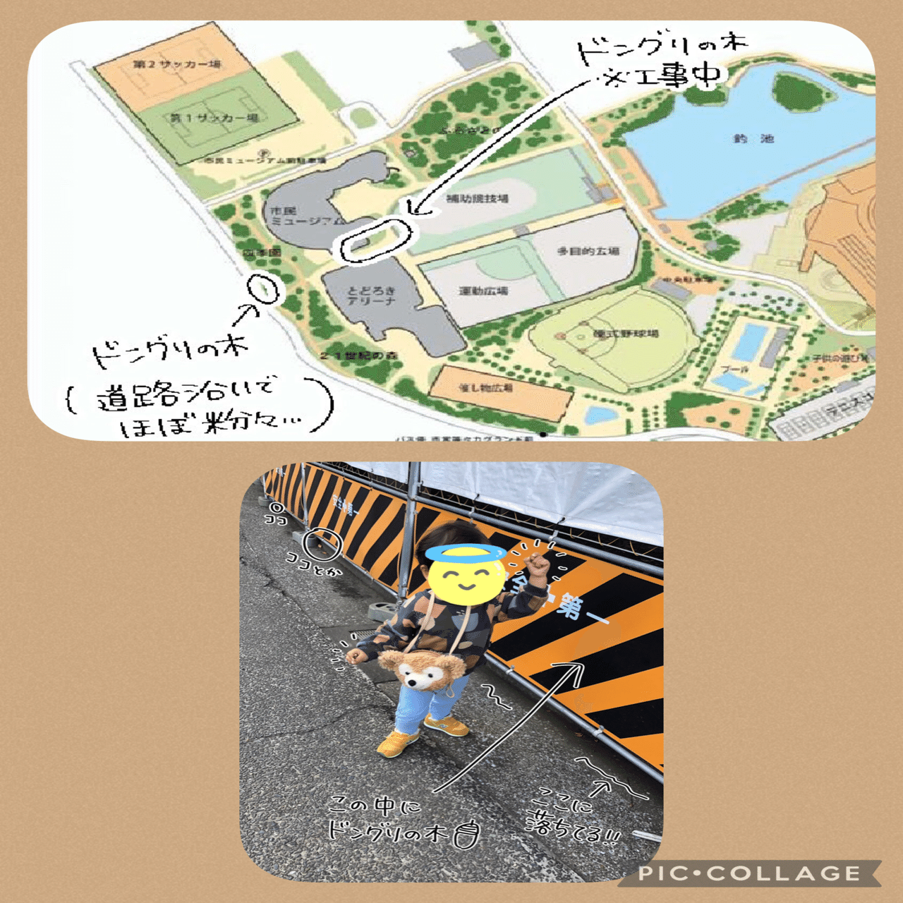 どんぐり＊まつぼっくり特派員情報🌰｜ねっこぼっこ