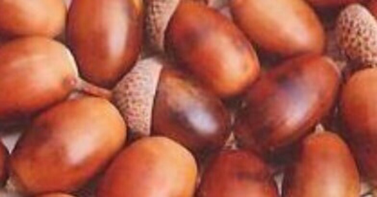 どんぐり＊まつぼっくり特派員情報🌰｜ねっこぼっこ