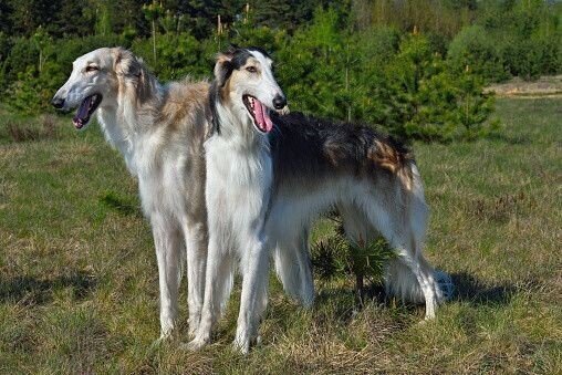 34 豆柴の大群 メンバー5人を様々な犬種に例えて考察 5人と5匹の共通点とは ヨッシー Note 34 豆柴の大群 メンバー5人を様々な犬種に例えて考察 5人と5匹の共通点とは ヨッシー Note