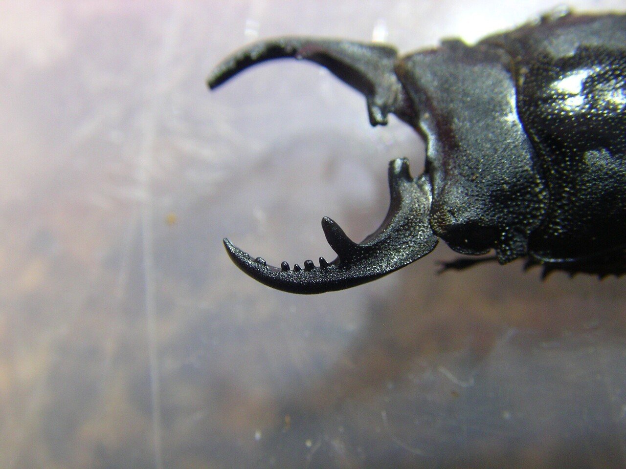 インプリカートゥスネブト ペア 累代終了]インプリカートゥスネブトクワガタ飼育記録(α系統一代目)｜虫一徹