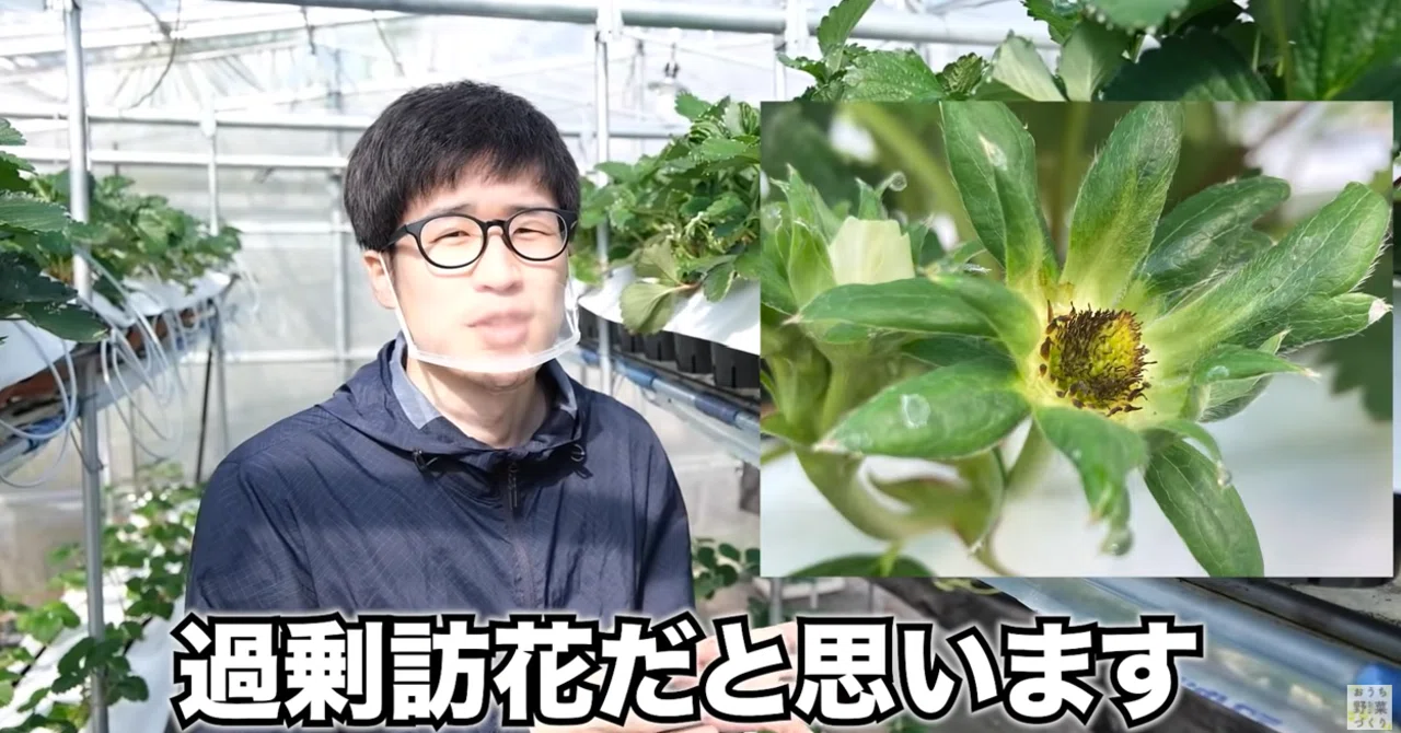 イチゴの促成栽培 11月の状況について解説 井上寅雄農園 井上隆太朗 Note イチゴの促成栽培 11月の状況について解説 井上寅雄農園 井上隆太朗 Note