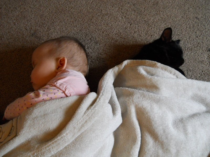 別れのつらさ 猫を飼うということ まみすけ Note