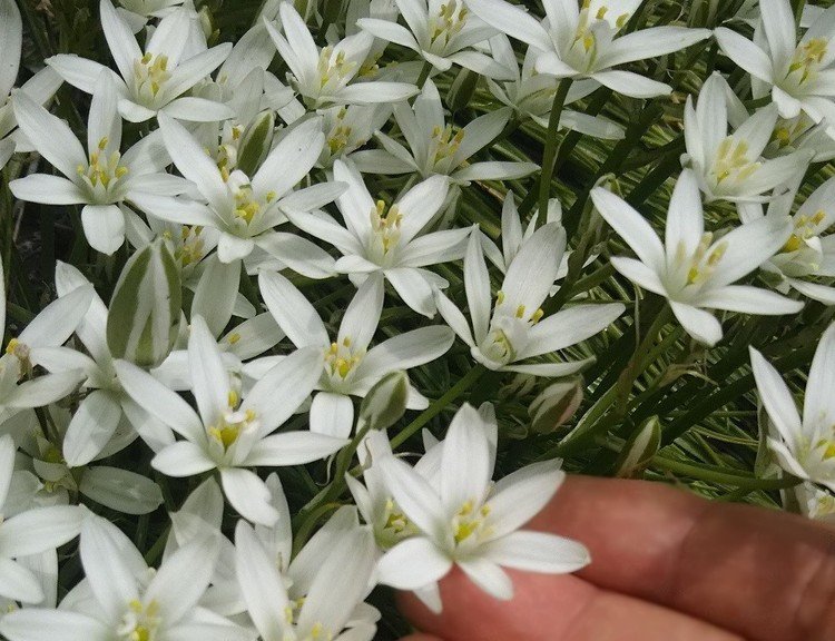 花の裏側は緑色。夜には花が蕾に戻る。なんて奇妙な花でしょう♪