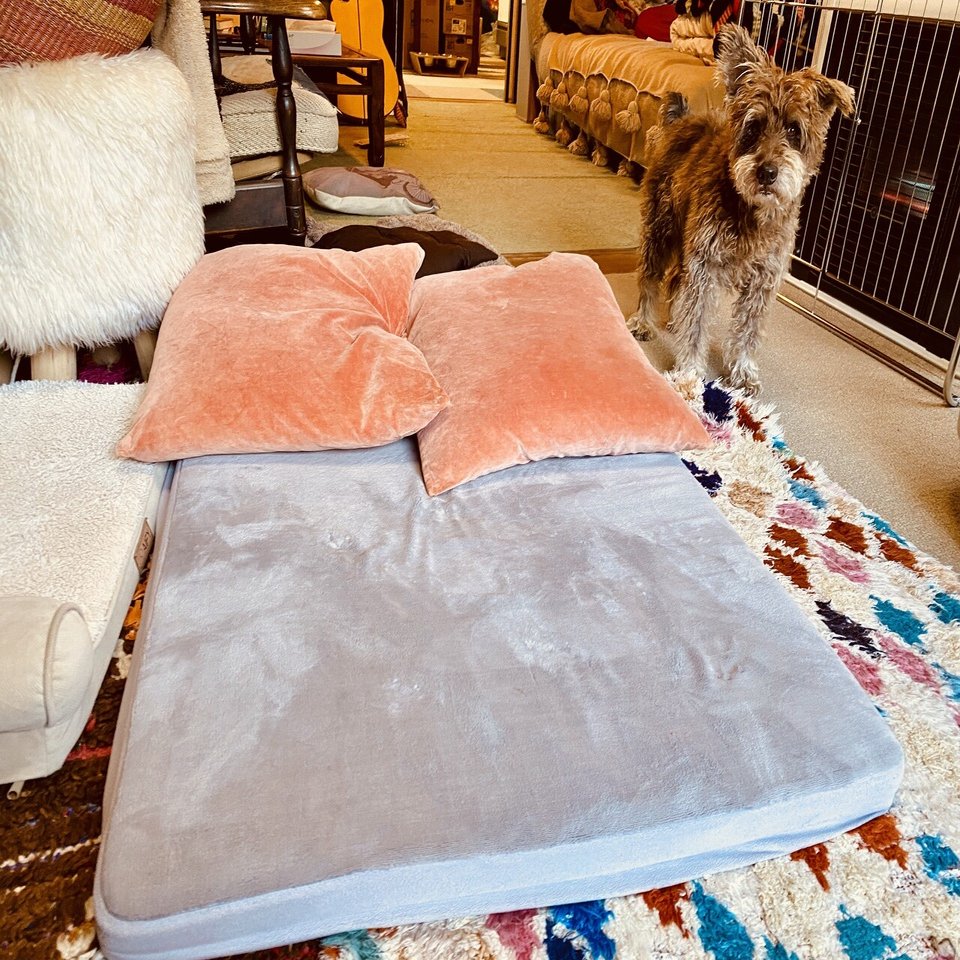 犬のベッドで眠る日々 七尾旅人 Note