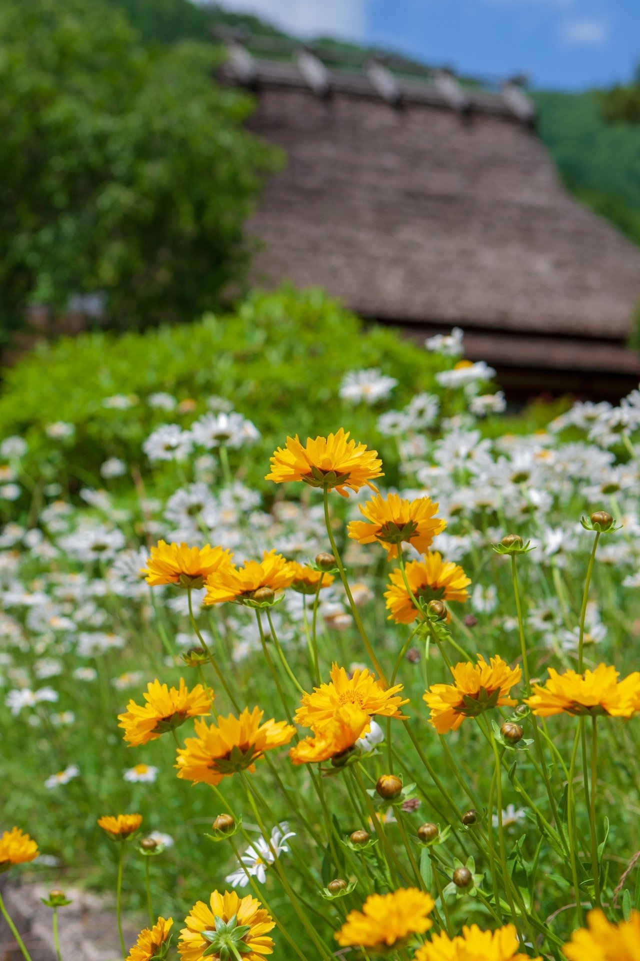 Free かやぶきの里で有名な京都府美山町の春の景色です ご自由にお使いください Hiromasa Ui Note