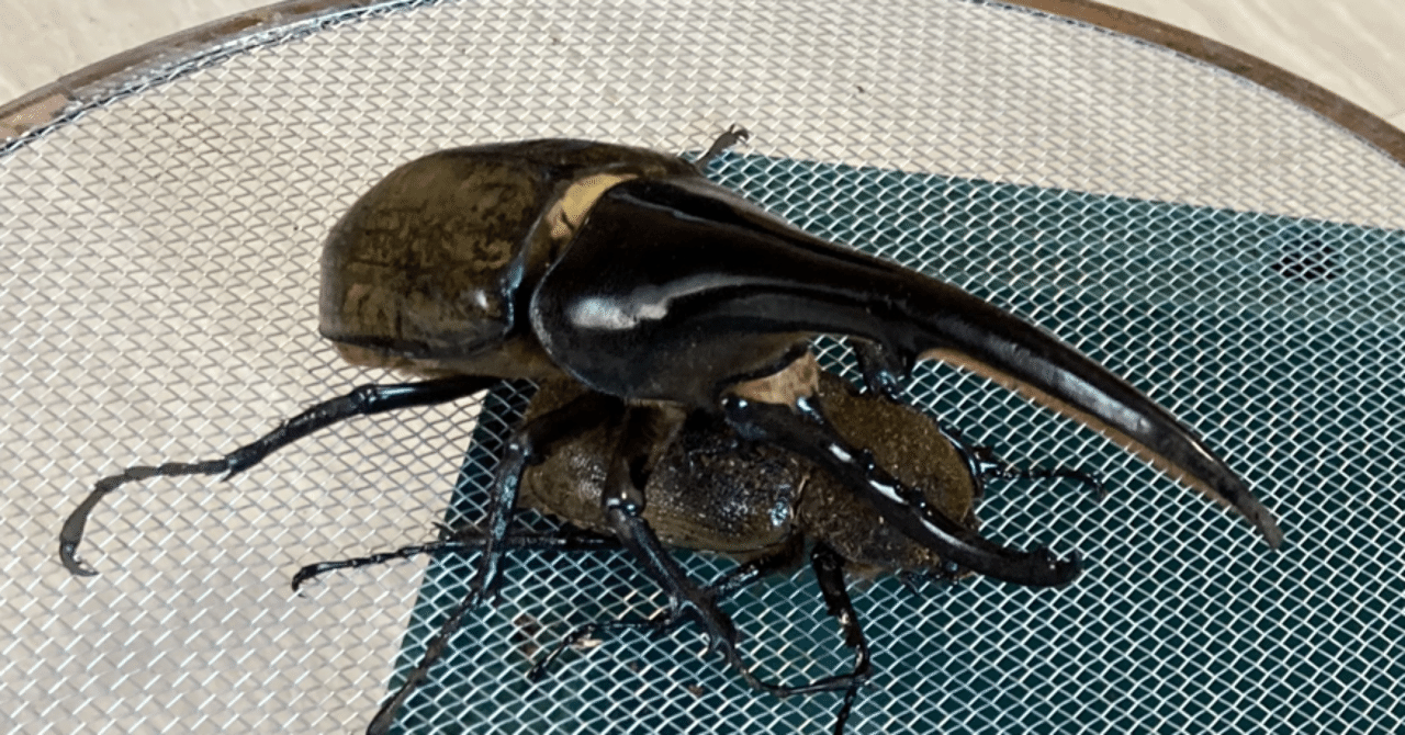 ヘラクレスオオカブト_ヘラクレス ヘラクレス – HAWAIIAN BEETLE