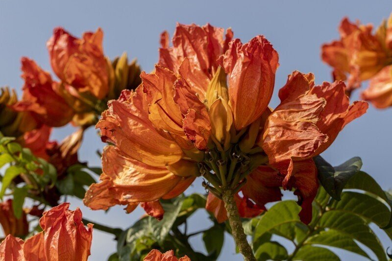 炎花 シン獣炎 150 | 噴出花火 | eはなびやさん│圧倒的な品揃え！単品から