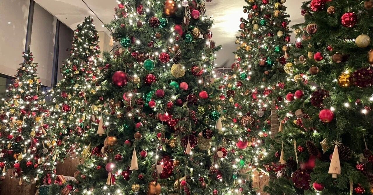 クリスマスツリー狩り🎄第1弾！ ぼちぼち賑やかになってきましたね