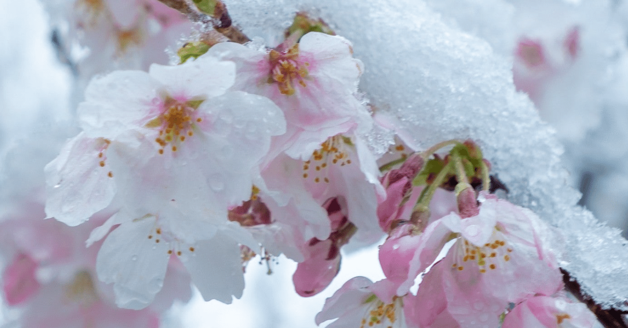 三島由紀夫 春の雪 を読む ネタバレ有 水石鉄二 Note